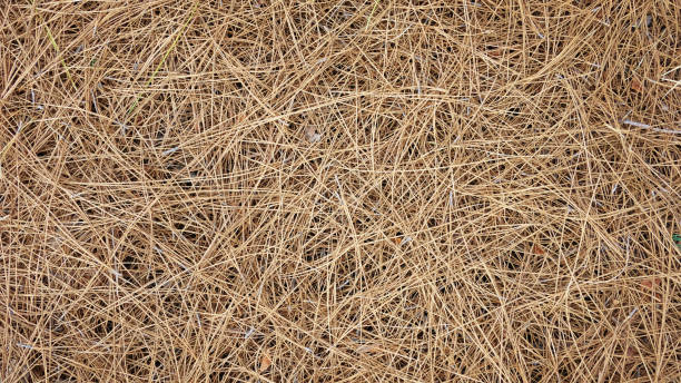 Natural background of dry pine needles of Pinus canariensis on the ground Horizontal perspective of a pile of dry pine needles of Pinus canariensis, view from above, background shot with copy space, concept for season specifics, autumnal bliss and outdoors cozy atmosphere. needle plant part stock pictures, royalty-free photos & images