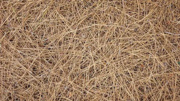 Photo of Natural background of dry pine needles of Pinus canariensis on the ground