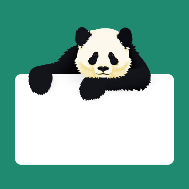 Giant Panda With A Sign Black And White Asian Bear Endangered Species  Cartoon Vector Illustration Stock Illustration - Download Image Now - iStock