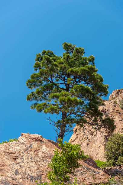 istock Mountain pine in the Massif de l'Esterel 1146035277