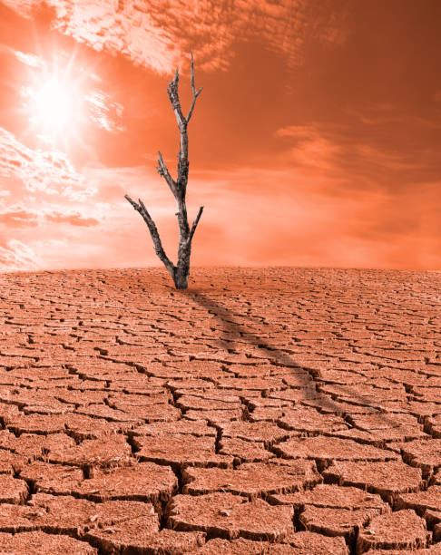 istock Dry waterless wasteland. Dead tree stub. Sun beams on red sky. Artistic scene 1146036008