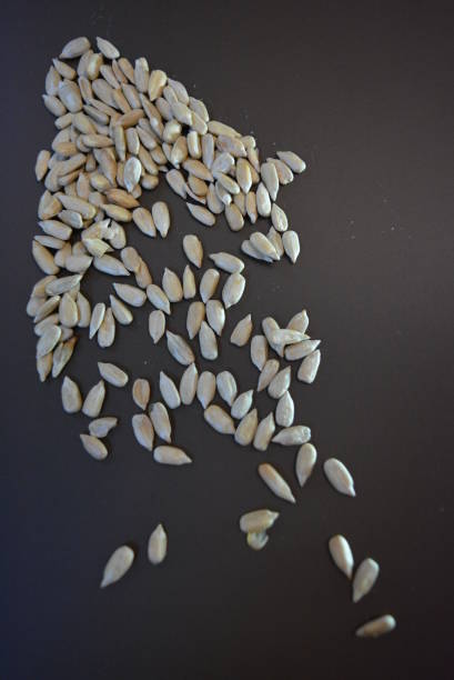 istock Fried sunflower seeds without black shell on matte brown background. 1146036908