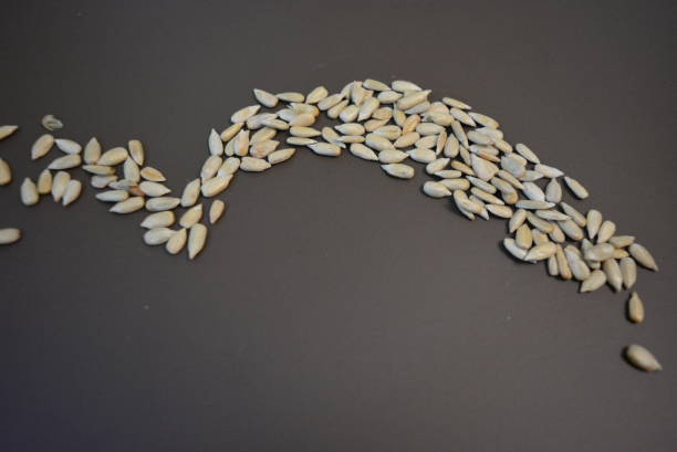 istock Fried sunflower seeds without black shell on matte brown background. 1146036958