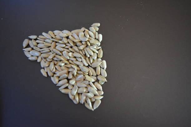 istock Fried sunflower seeds without black shell on matte brown background. 1146036969