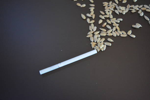 istock White thin cigarette xs with sunflower seeds on a matte brown background. 1146036993