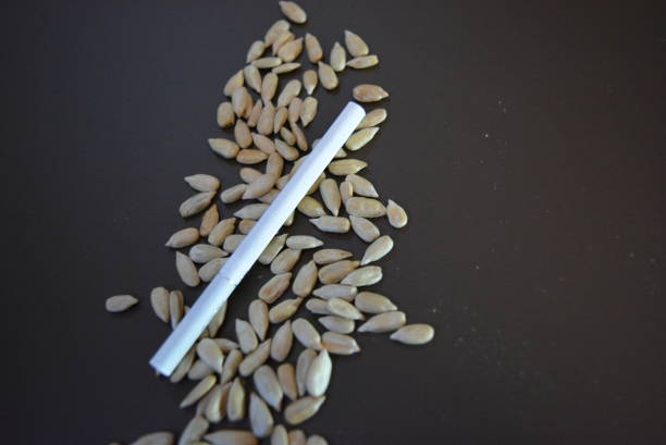 istock White thin cigarette xs with sunflower seeds on a matte brown background. 1146037534