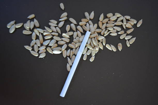 istock White thin cigarette xs with sunflower seeds on a matte brown background. 1146037536