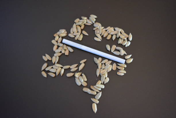 istock White thin cigarette xs with sunflower seeds on a matte brown background. 1146037544