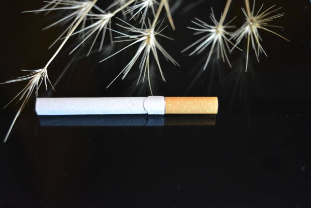 istock One cigarette with ears of dry grass on a black glossy background. 1146037997