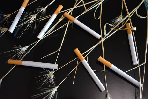 istock Many cigarettes with ears of dry grass on a black glossy background. 1146038000