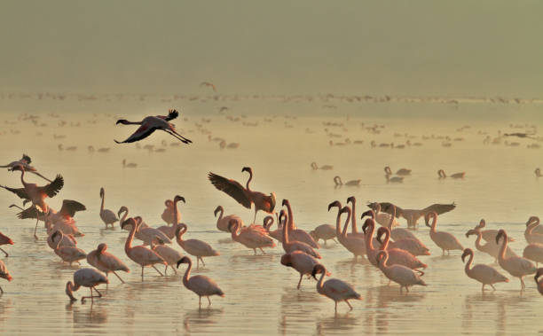 istock Lesser flamingos (Phoenicoparrus minor) Sunrise 1146038270