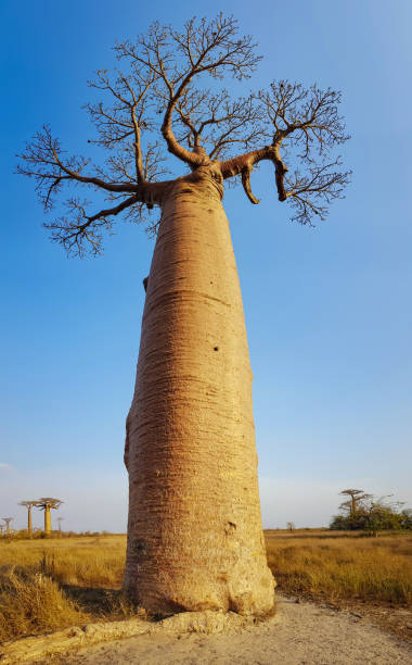 pionowe drzewa baobab z błękitnym niebem, które baobaby na madagaskarze - baobab fruit zdjęcia i obrazy z banku zdjęć