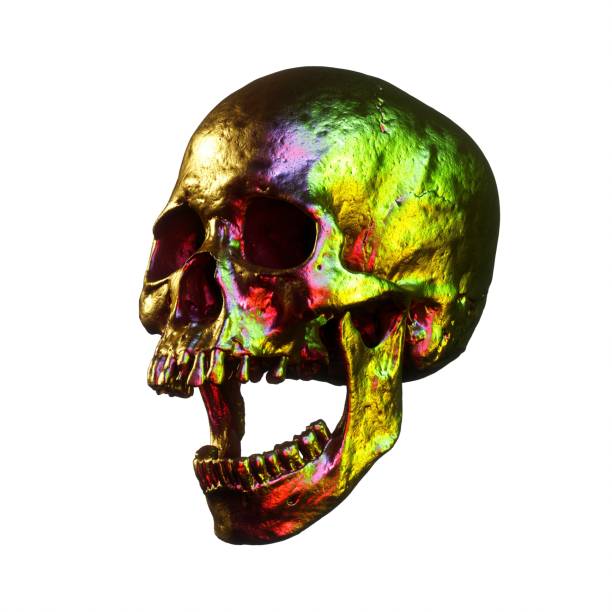Anatomically accurate human male skull with colorized bones anterior or front view isolated on white background with copy space 3D rendering illustration. Blank anatomical and medical chart.