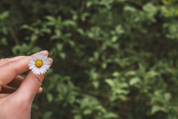 istock Daisy in the garden 1146040519