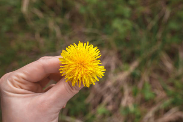 istock Yellow flower, dandelion, garden, forest 1146040526