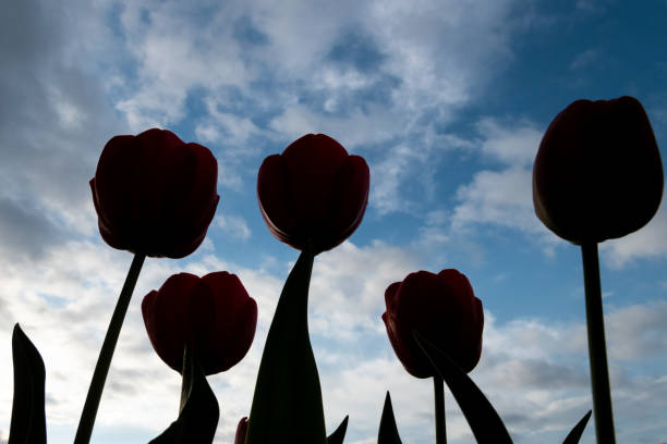 tulips vermelhos retroiluminados em uma manhã ensolarada da mola-imagem - travel nature back lit rural scene - fotografias e filmes do acervo