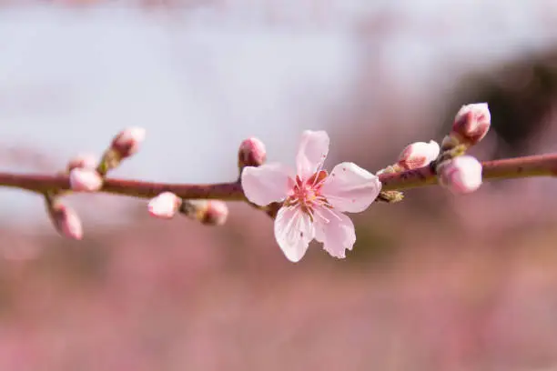 peach blossom on a spring say (peach flower, pink flower)