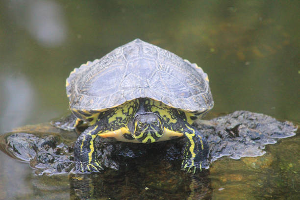 istock turtle on a stone in the lake 1146044391