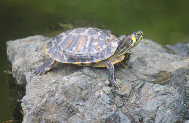istock turtle in the lake on the stone 1146044393