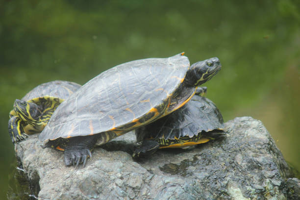 istock turtles in the lake 1146044394