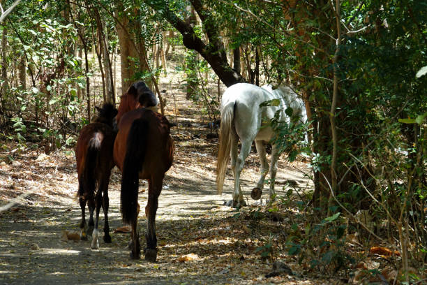 istock Nicaragua Ometepe Island 1146045153