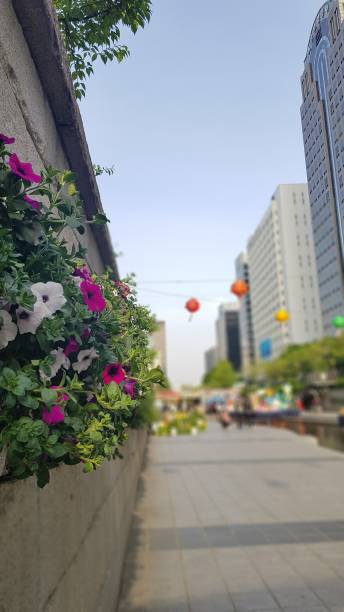 istock Wall flowers in Cheong Gye Cheon. 1146045394