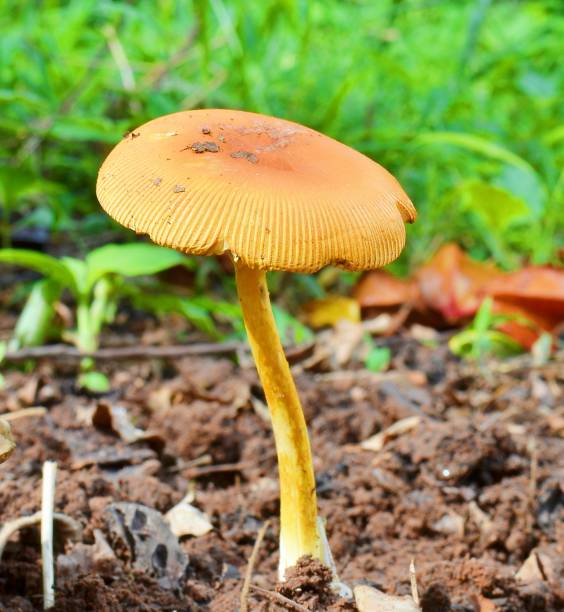 setas de la gorra boletus de naranja (leccinum aurantiacum) - 11320 fotografías e imágenes de stock