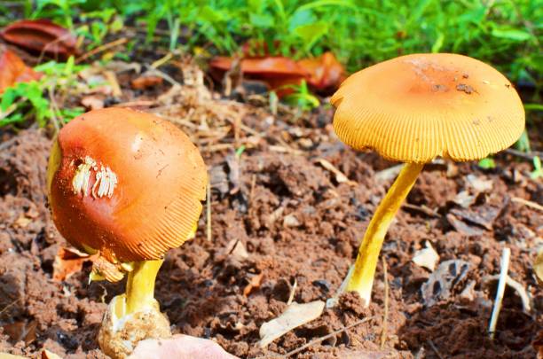 funghi boletus cap arancione (leccinum aurantiacum) - 11325 foto e immagini stock