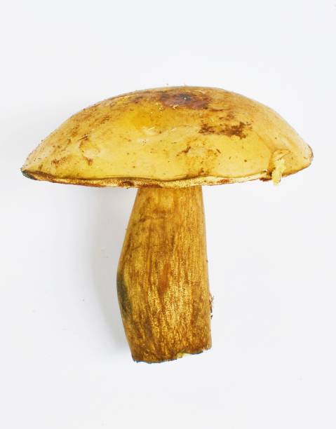 setas de la gorra boletus de naranja (leccinum aurantiacum) - 11310 fotografías e imágenes de stock