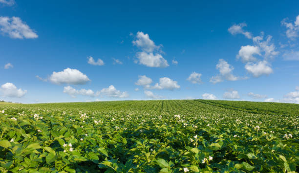 Beautiful potato field and blue sky. Green field of blooming potato at beautiful day. Beautiful potato field and blue sky. Green field blooming potato at beautiful day. plantlet stock pictures, royalty-free photos & images