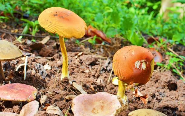 setas de la gorra boletus de naranja (leccinum aurantiacum) - 11323 fotografías e imágenes de stock