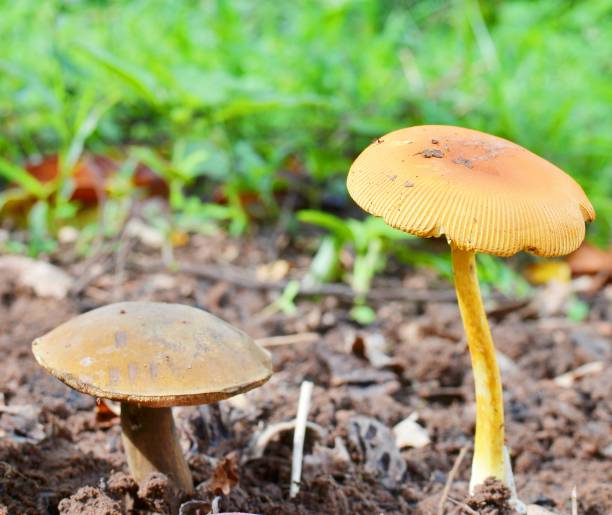 оранжевый колпачок болетус грибы (leccinum aurantiacum) - 11316 стоковые фото и изображения