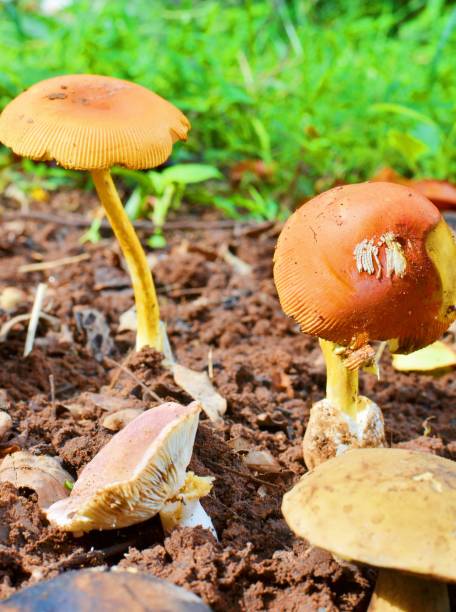 orange cap boletus mushrooms (leccinum aurantiacum) - 11321 imagens e fotografias de stock
