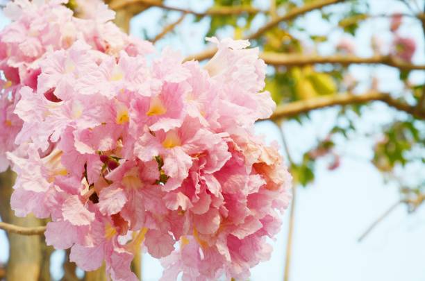 el árbol de trompeta rosado (tabebuia rosea) en el jardín - 11981 fotografías e imágenes de stock