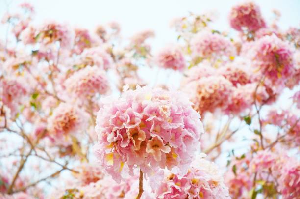 розовое трубное дерево ( tabebuia rosea ) в саду - 11992 стоковые фото и изображения