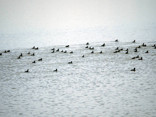istock Birds on a lake forming a musical scale like pattern 1146047267