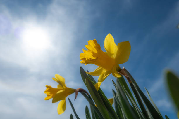 istock Yellow Daffodils in bloom with a shallow depth of field against a blue sky - image 1146048753