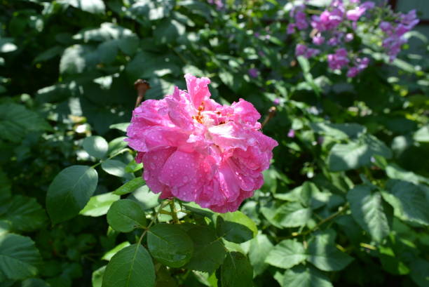 открытый розовый бутон после сильного дождя, поднялся в капли воды. - rosemary flower single flower flower head стоковые фото и изображения