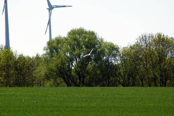 istock Buzzard hunts over the green field 1146049200