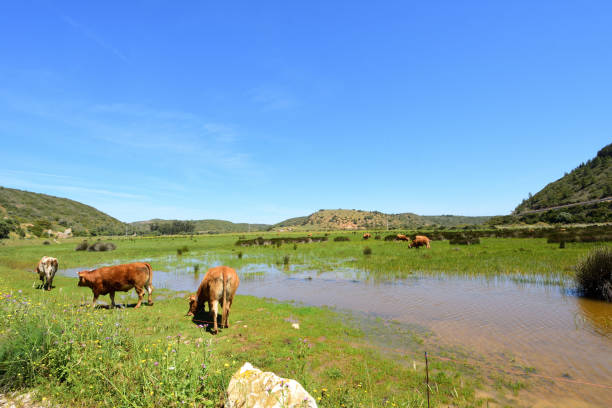 istock Algarve, Portugal 1146050546