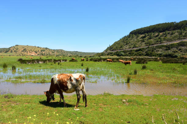 istock Algarve, Portugal 1146050631
