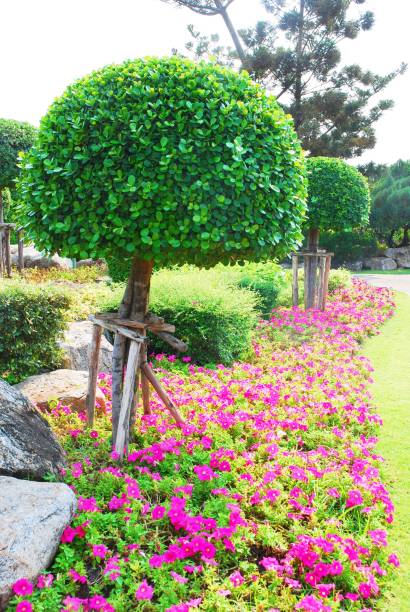 수 안 루앙 라마 ix 공원에서 꽃 정원 풍경, 태국 - 11819 뉴스 사진 이미지