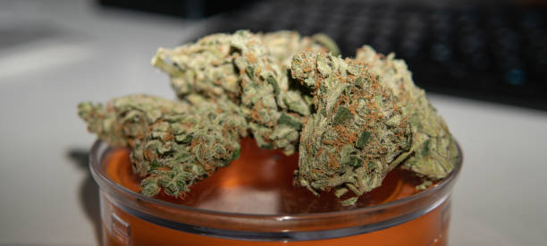 Big full on trichomes marijuana buds on the white background close-up.