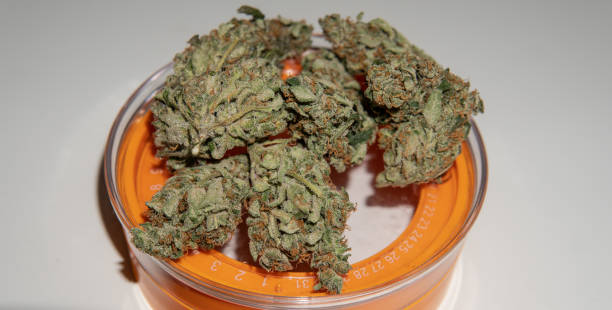 istock Big full on trichomes marijuana buds on the white background close-up. 1146050802
