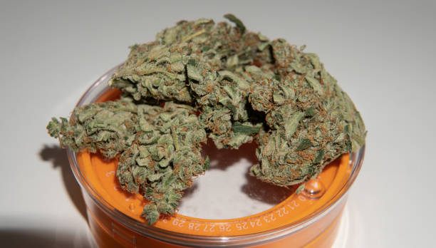 istock Big full on trichomes marijuana buds on the white background close-up. 1146050817