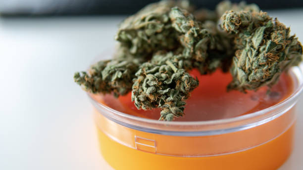 istock Big full on trichomes marijuana buds on the white background close-up. 1146050821