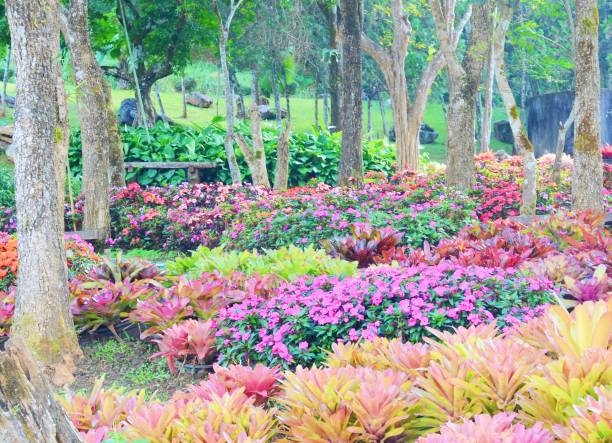 paysage de jardin fleuri à suan luang rama ix park, thaïlande - 11827 photos et images de collection