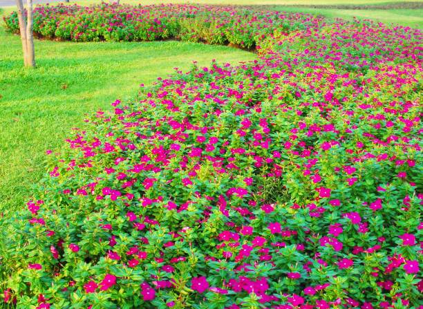 krajobraz ogrodu kwiatowego w tajskim parku publicznym - 11817 zdjęcia i obrazy z banku zdjęć