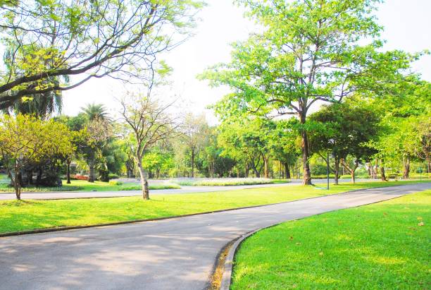 paisagem do jardim verde no parque público tailandês - 11874 - fotografias e filmes do acervo