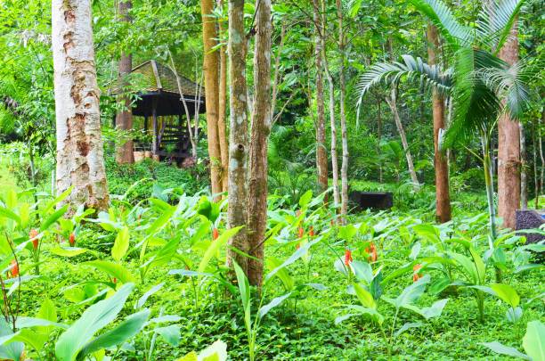 paysage de jardin vert au parc public thaïlandais - 11877 photos et images de collection